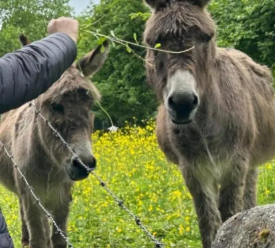 Holiday home Chaumiere Normande Avec Piscine Naturelle Saint-Martin-Saint-Firmin