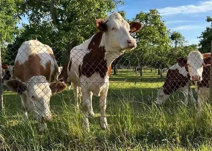 Holiday home Chaumiere Normande Avec Piscine Naturelle Saint-Martin-Saint-Firmin